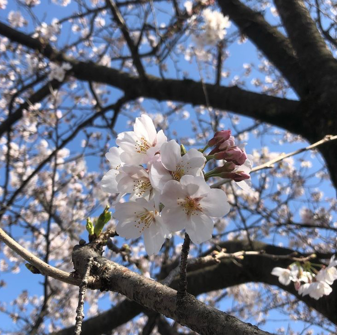 新年度スタートです✨✨