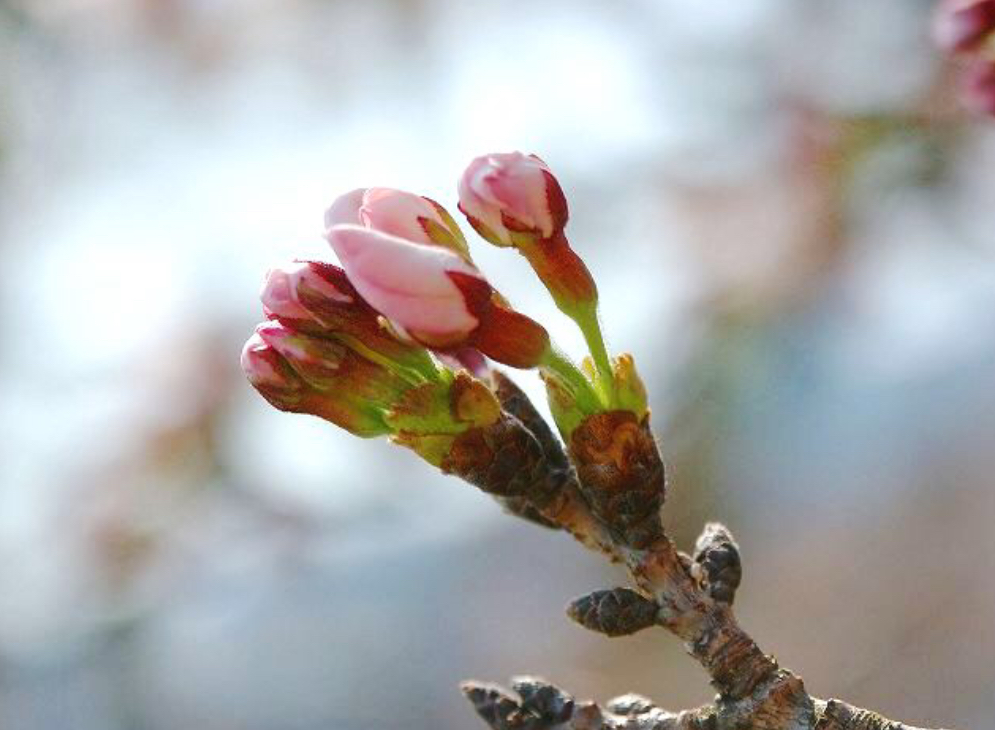 桜の季節?