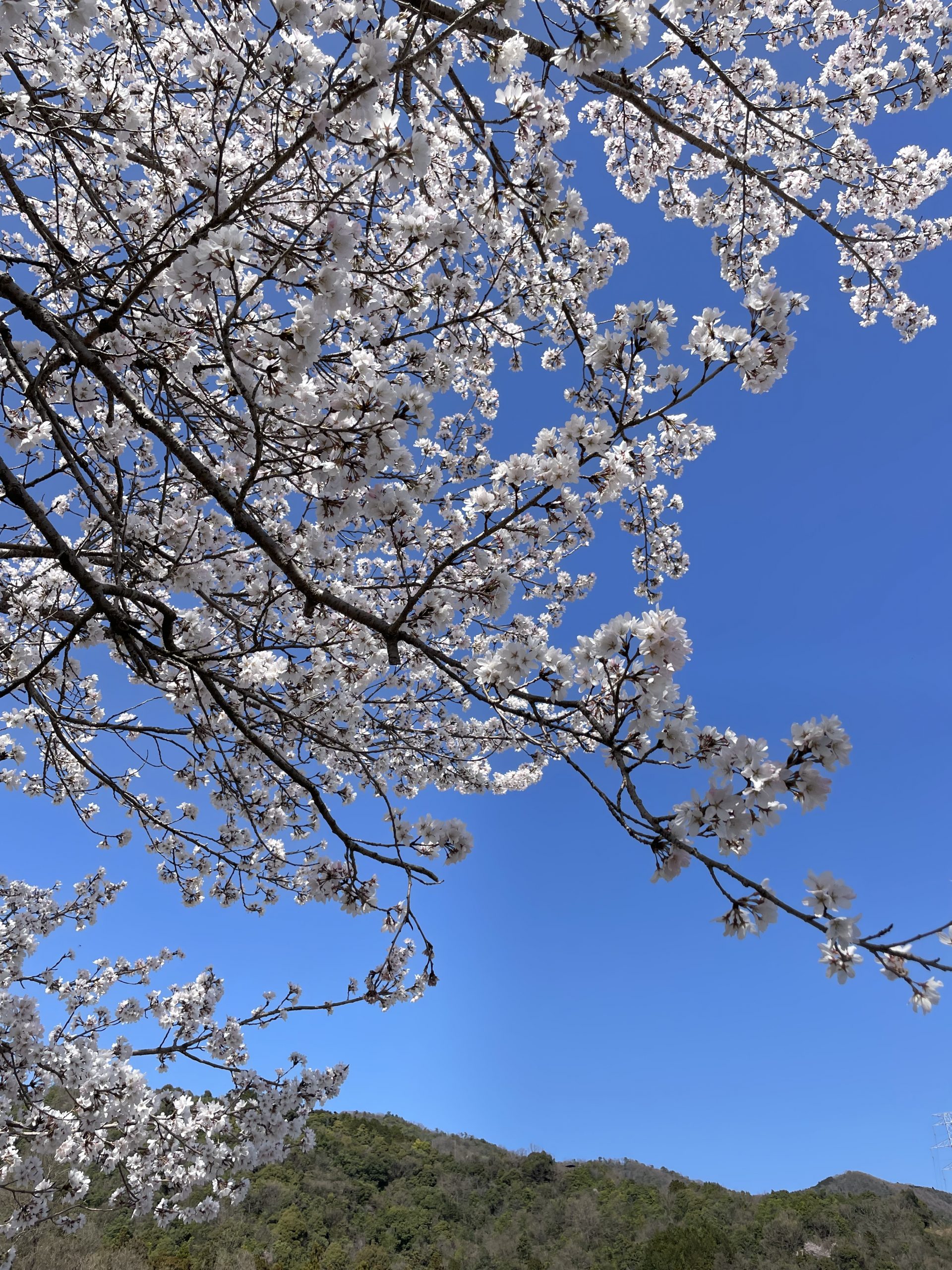 ?大野町、満開の桜?